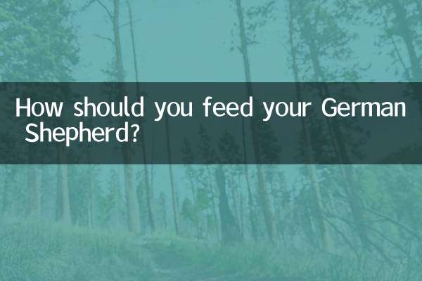 كيف يجب عليك إطعام الراعي الألماني الخاص بك؟