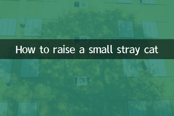 小さな野良猫の育て方