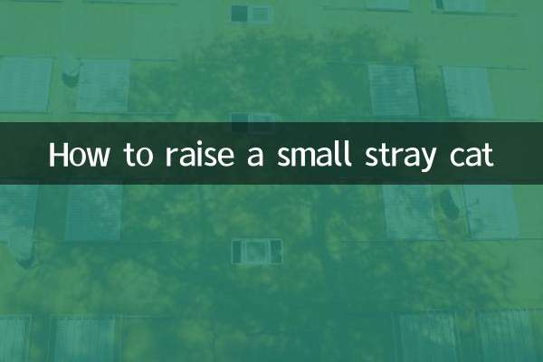 小さな野良猫の育て方
