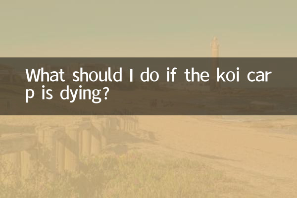 What should I do if the koi carp is dying?
