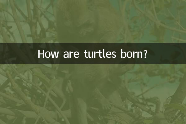 ¿Cómo nacen las tortugas?