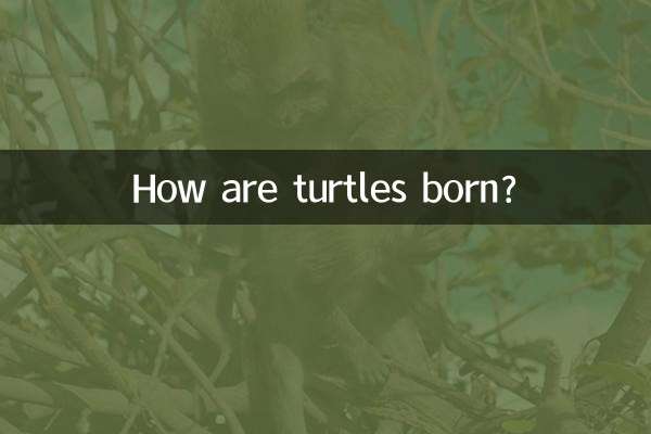 لاک پشت ها چگونه به دنیا می آیند؟