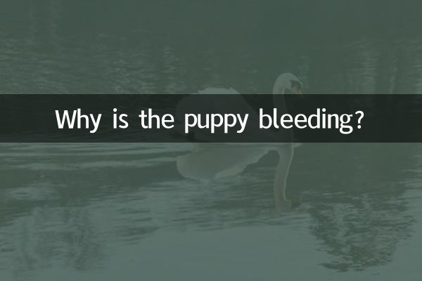 چرا توله سگ خونریزی می کند؟
