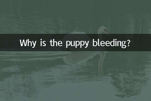 小狗狗拉血怎麼回事