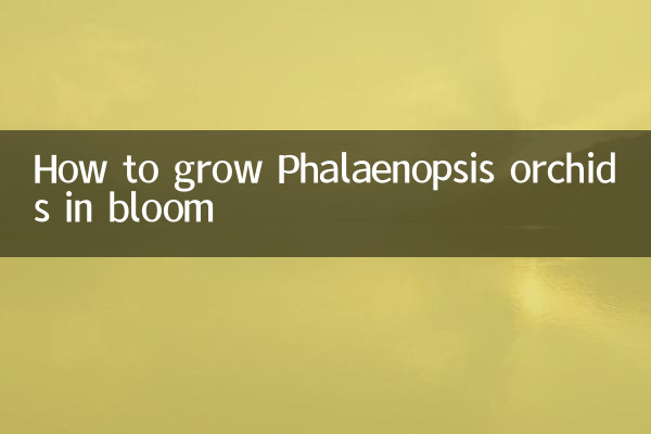 كيفية زراعة بساتين الفاكهة فالاينوبسيس في إزهار