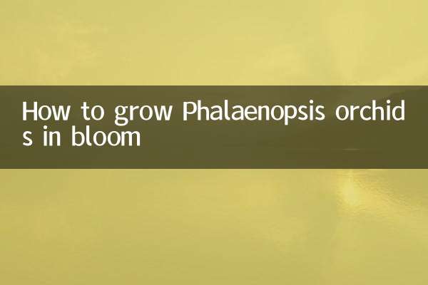 كيفية زراعة بساتين الفاكهة فالاينوبسيس في إزهار