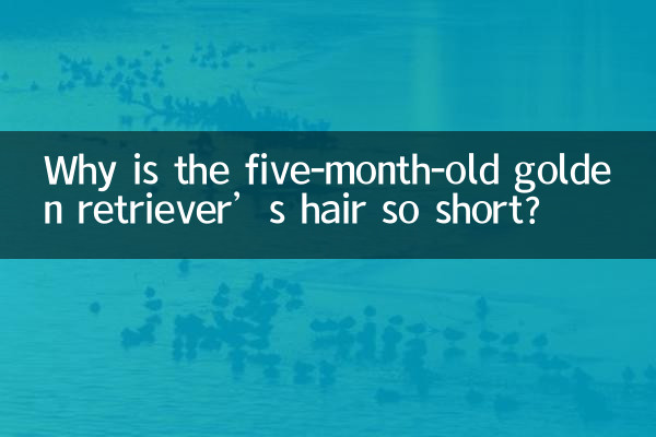 5개월 된 골든 리트리버의 머리카락은 왜 이렇게 짧을까요?