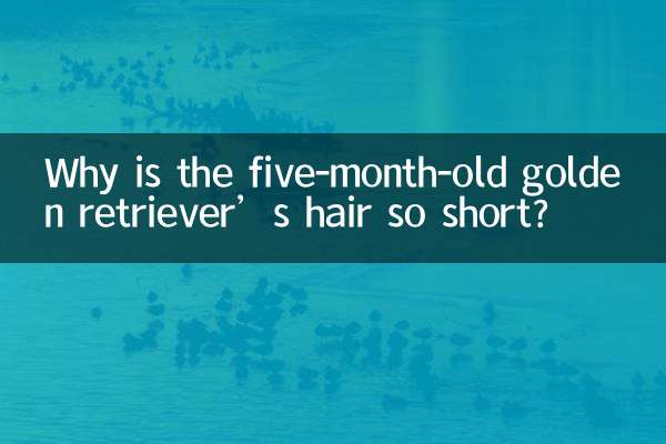 5개월 된 골든 리트리버의 머리카락은 왜 이렇게 짧을까요?