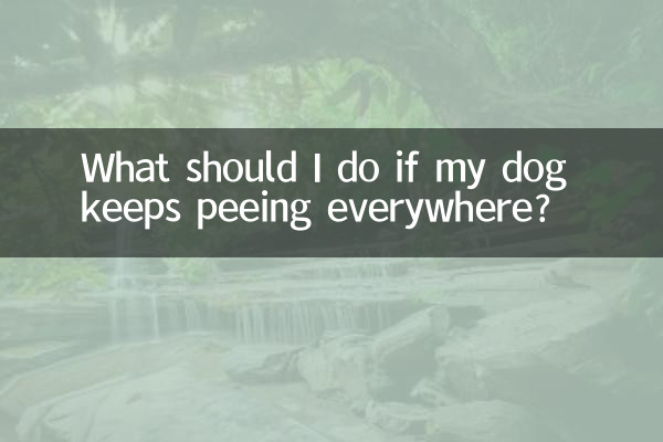 개가 계속 여기저기서 오줌을 싸면 어떻게 해야 하나요?