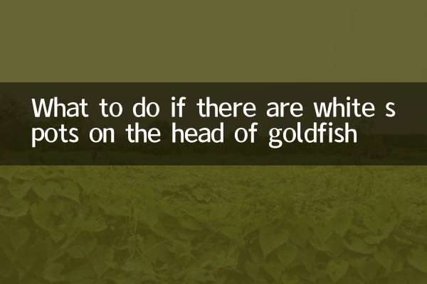 What to do if there are white spots on the head of goldfish