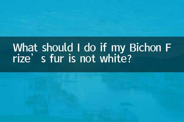 Cosa devo fare se il pelo del mio Bichon Frise non è bianco?