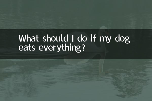 ماذا علي أن أفعل إذا أكل كلبي كل شيء؟