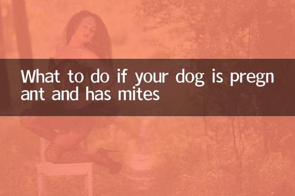 Que faire si votre chienne est enceinte et a des acariens