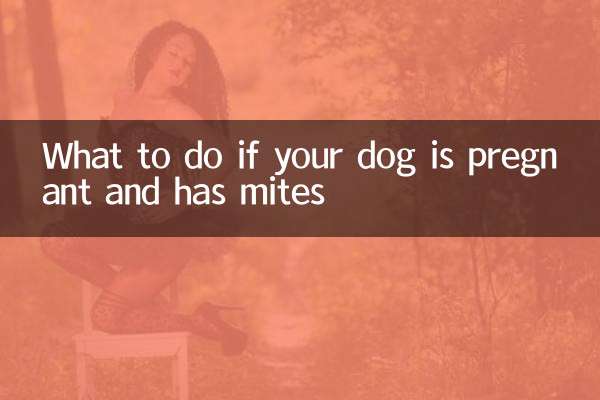 Que faire si votre chienne est enceinte et a des acariens