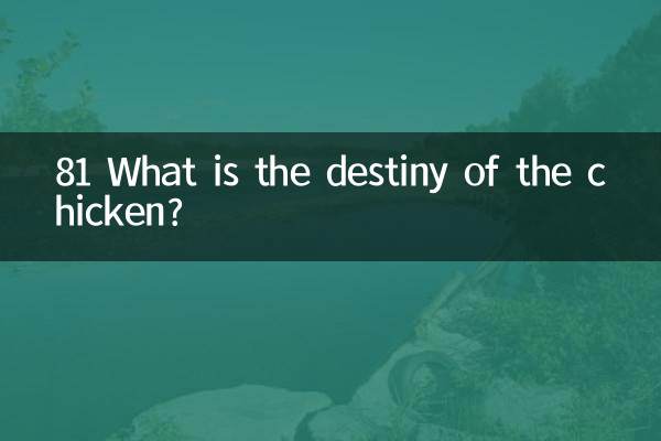 81 What is the destiny of the chicken?