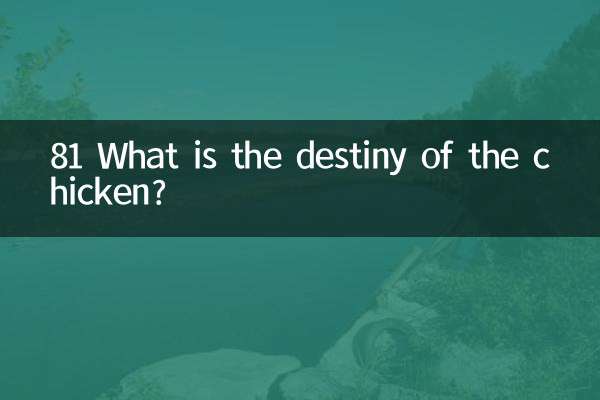 81 What is the destiny of the chicken?