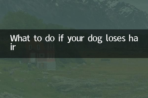 Que faire si votre chien perd ses poils