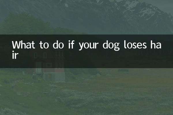 Que faire si votre chien perd ses poils