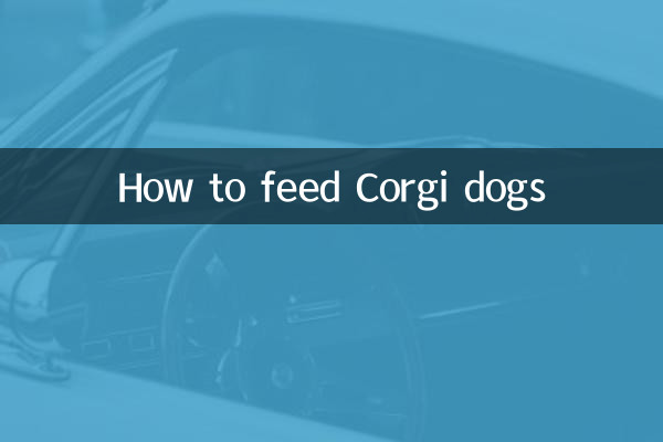 Como alimentar cães Corgi