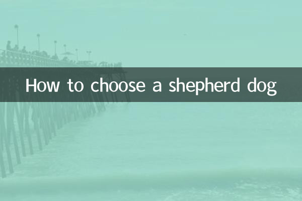 কিভাবে একটি রাখাল কুকুর চয়ন