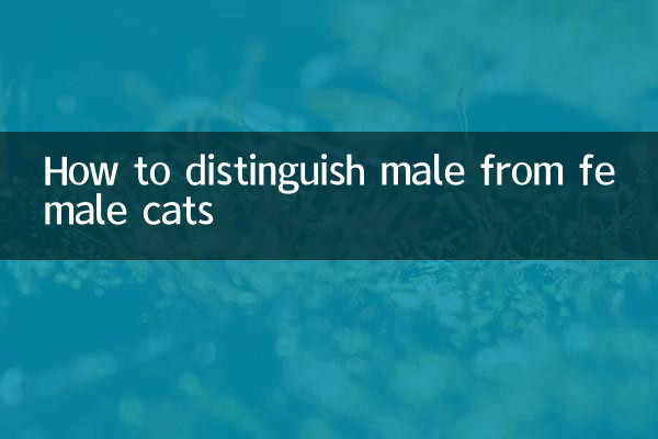 貓咪怎麼分公母