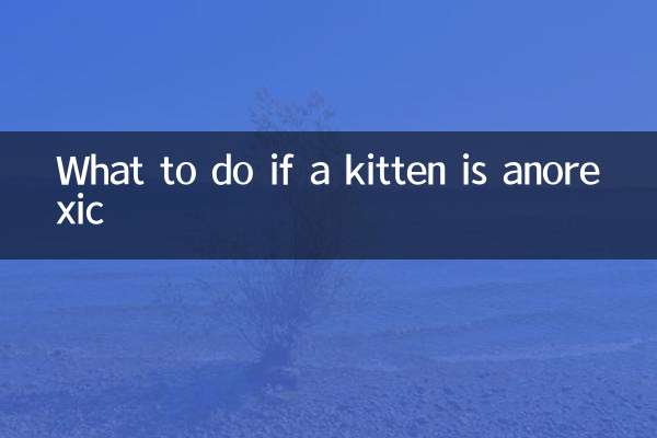 اگر بچه گربه بی اشتها باشد چه باید کرد؟