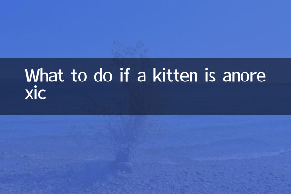 اگر بچه گربه بی اشتها باشد چه باید کرد؟