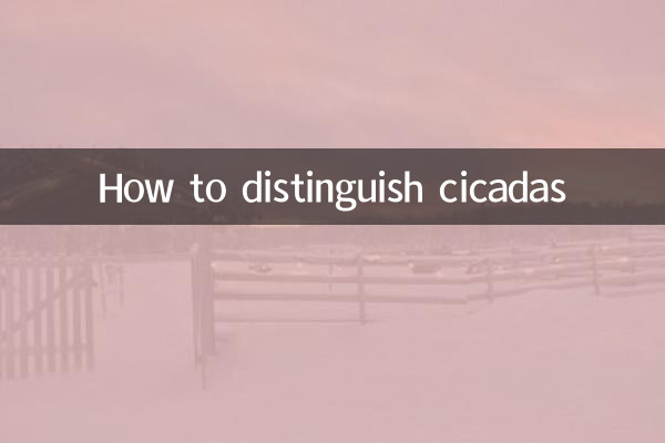 Como distinguir cigarras