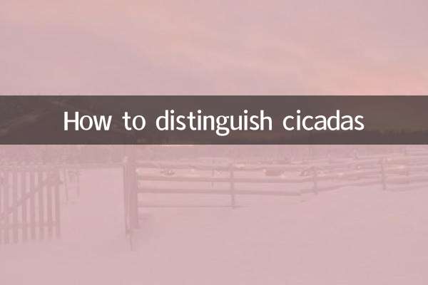 Como distinguir cigarras