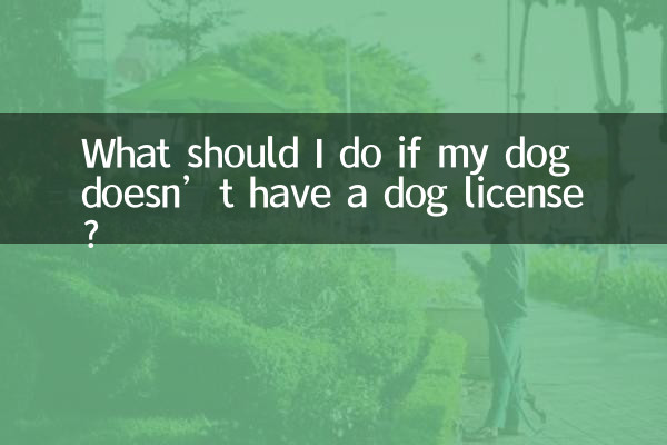What should I do if my dog ​​doesn’t have a dog license?