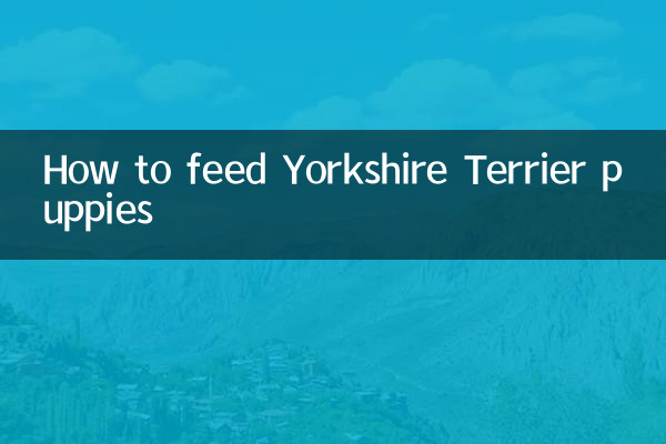 How to feed Yorkshire Terrier puppies