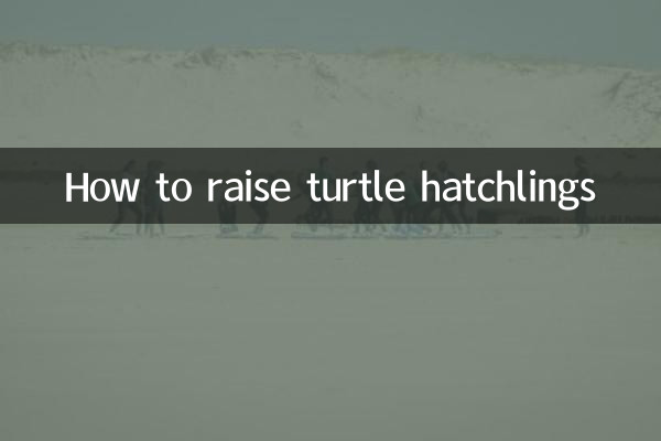 Come allevare i piccoli di tartaruga