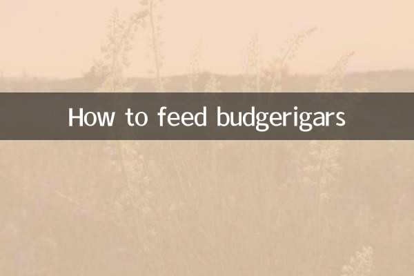 How to feed budgerigars