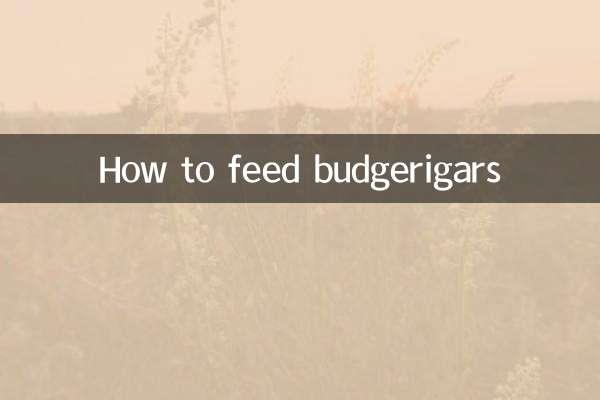 بڈریگرس کو کیسے کھانا کھلانا ہے