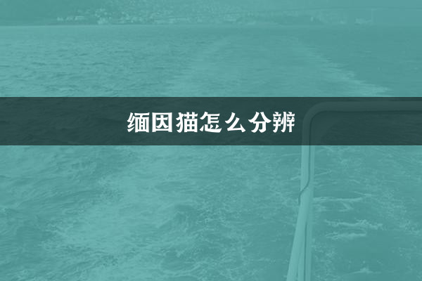 Como saber a diferença entre gatos Maine Coon