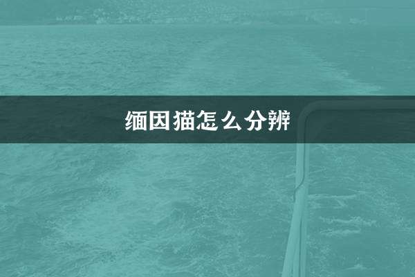 Как отличить кошек мейн-кунов