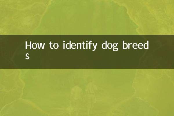怎么认狗的品种