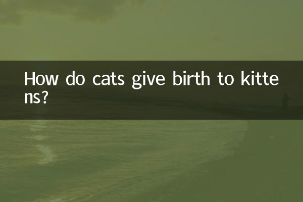 বিড়াল কিভাবে বিড়ালছানা জন্ম দেয়?