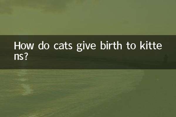 বিড়াল কিভাবে বিড়ালছানা জন্ম দেয়?