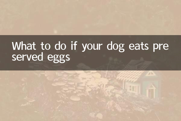 আপনার কুকুর যদি সংরক্ষিত ডিম খায় তবে কী করবেন