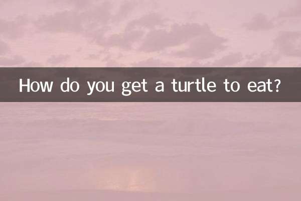 Comment faire manger une tortue ?