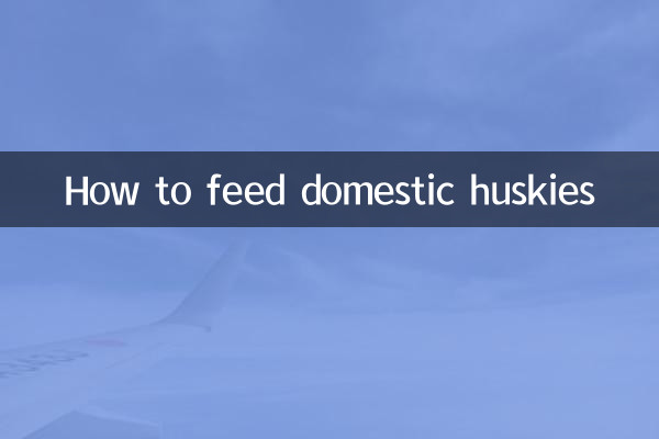 How to feed domestic huskies
