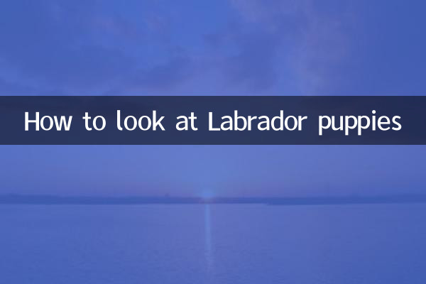 Come guardare i cuccioli di Labrador