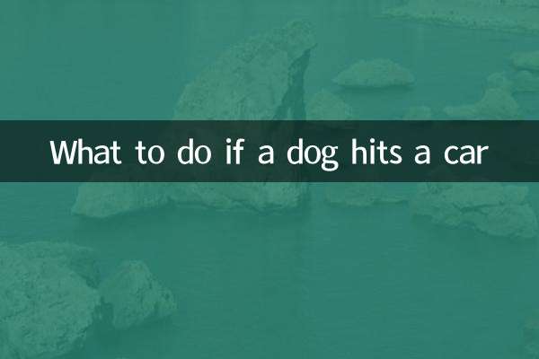 What to do if a dog hits a car