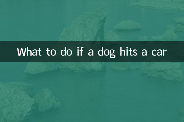 What to do if a dog hits a car