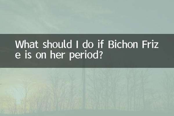 ¿Qué debo hacer si Bichon Frise tiene su período?