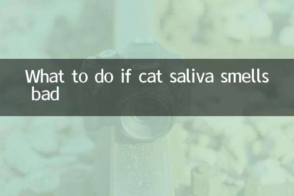 고양이 타액 냄새가 심할 경우 대처방법