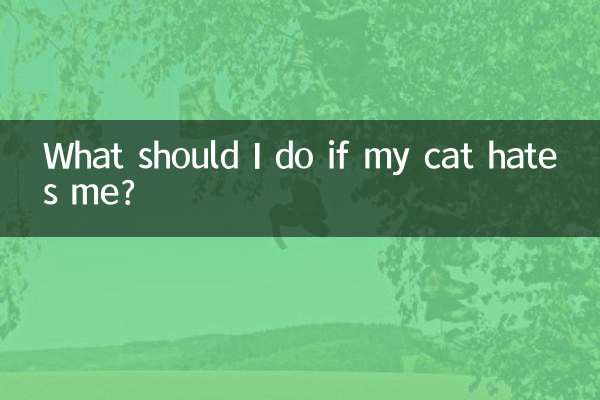 Que dois-je faire si mon chat me déteste ?