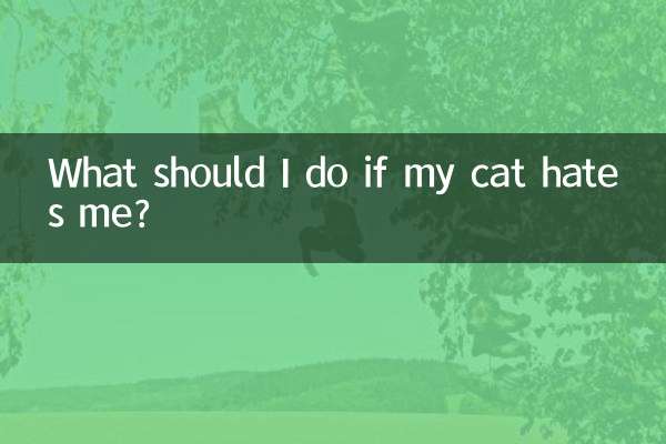 Was soll ich tun, wenn meine Katze mich hasst?