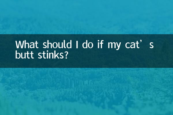 O que devo fazer se a bunda do meu gato fede?